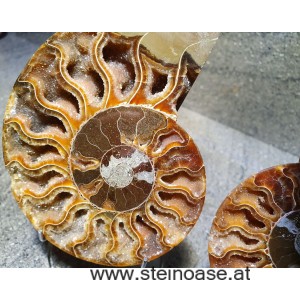 Ammonite Nr.1 - links